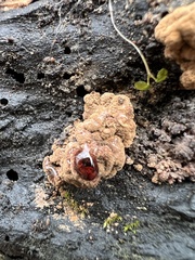 Ionomidotis irregularis