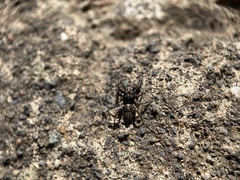 Salticus canariensis