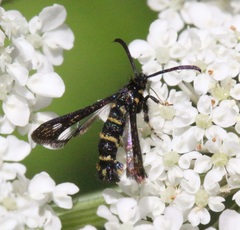 Sazonia fenusaeformis