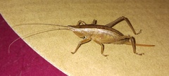 Belocephalus