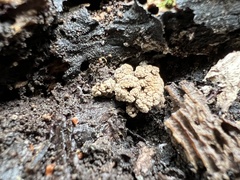 Ionomidotis irregularis