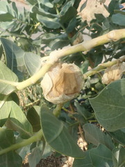 Calotropis procera