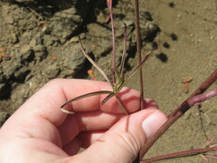 Delphinium cardinale