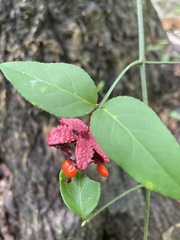 Euonymus americanus