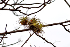 Tillandsia espinosae