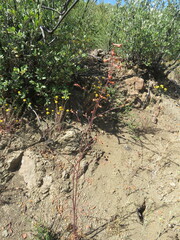 Delphinium cardinale