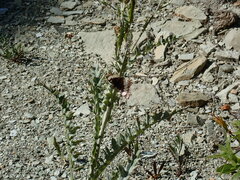 Limenitis weidemeyerii