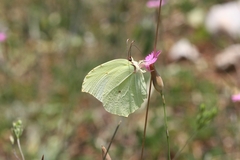 Gonepteryx farinosa