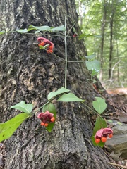 Euonymus americanus