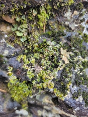 Psora pseudorussellii