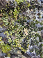 Psora pseudorussellii