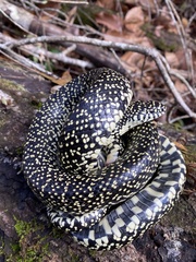 Lampropeltis holbrooki