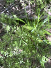 Leucopogon fasciculatus