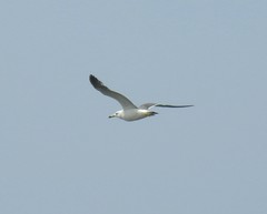 Larus crassirostris