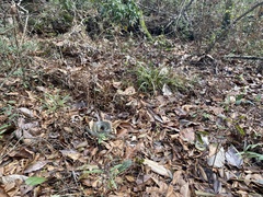 Lampropeltis holbrooki