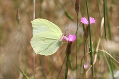 Gonepteryx farinosa