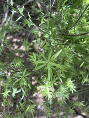 Leucopogon fasciculatus