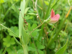 Lathyrus cicera