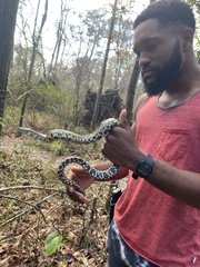 Lampropeltis holbrooki