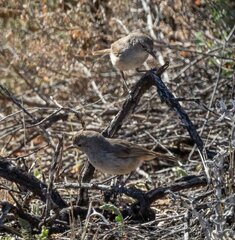 Pyrrholaemus brunneus