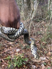 Lampropeltis holbrooki