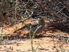 Pyrrholaemus brunneus