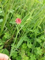 Lathyrus cicera
