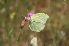 Gonepteryx farinosa