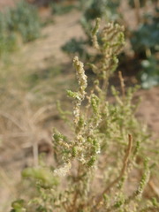 Caroxylon imbricatum