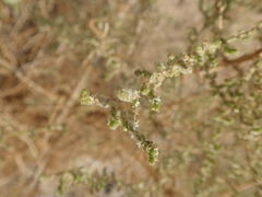 Caroxylon imbricatum