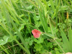 Lathyrus cicera
