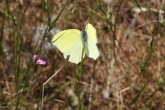 Gonepteryx farinosa