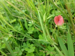 Lathyrus cicera