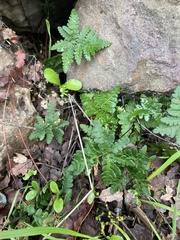 Pentagramma triangularis