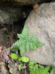 Pentagramma triangularis
