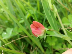 Lathyrus cicera