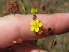 Crocanthemum scoparium