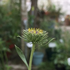 Grindelia pulchella