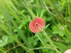 Lathyrus cicera