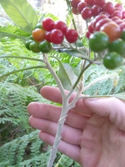 Solanum giganteum