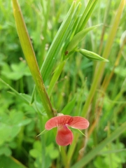 Lathyrus cicera