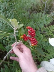 Solanum giganteum