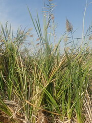 Phragmites australis