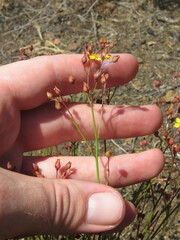 Crocanthemum scoparium