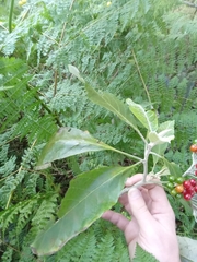 Solanum giganteum