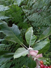 Solanum giganteum