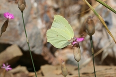 Gonepteryx farinosa