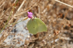 Gonepteryx farinosa