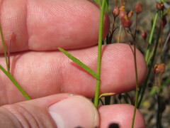 Crocanthemum scoparium