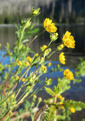 Potentilla gracilis fastigiata